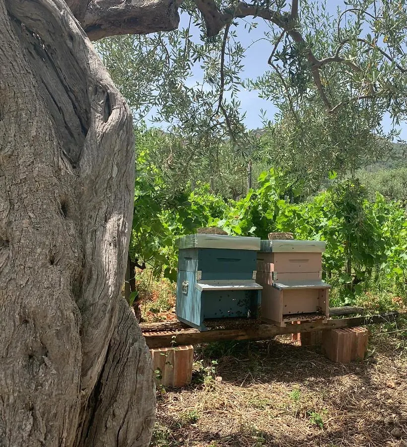 דירה פאטי Casa Vacanze Ileana איטליה